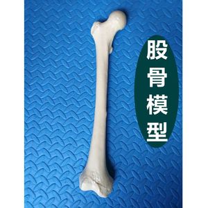人体股骨模型 1比1仿真塑料骨头 假骨左右侧腿下肢骨四肢医教实验