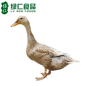 菜鸭母老鸭 现杀 麻鸭 母 鸭肉 生态鸭 老鸭子 散养放养 水鸭