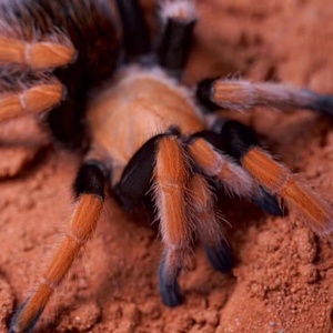 墨西哥aph血脚颜色高级应该温顺宠物蜘蛛幼苗