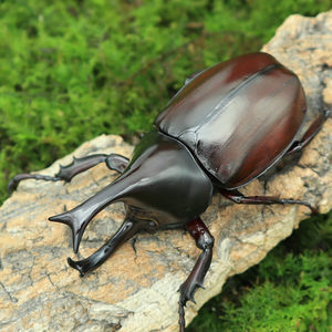 【牧野虫社-泰国姬兜】亚洲经典甲虫好生好养好看好玩好斗怕冷