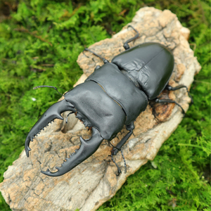 牧野虫社巴拉望巨扁锹甲爬宠甲虫活虫昆虫小型爬行宠物甲壳虫幼虫