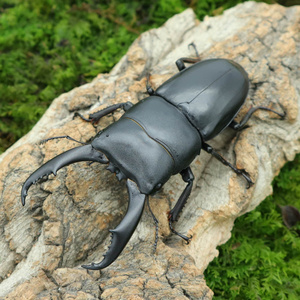 60166人付款淘宝中国大锹甲成虫甲虫宠物独角仙活物送果冻可产幼虫