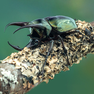 【牧野虫社-阿特拉斯南洋大兜cak】古铜色泽犄角霸气南洋三剑客