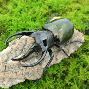 【牧野虫社-高加索南洋大兜ccc】大三叉戟观赏性甲虫青铜色身躯