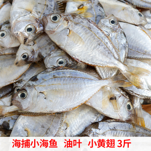 油叶鱼金钱花福建海捕新鲜小海鱼煲汤鲜美树叶仔金钱鱼花令仔包邮