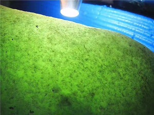 翡翠水沫玉原石