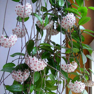 惠惠的花园球兰盆栽花苗室内爬藤吊兰四季常绿观叶观花攀援植物