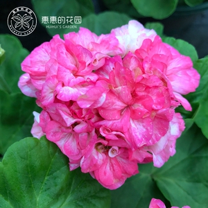 惠惠的花园直立天竺葵重彩安株型圆润紧凑花色粉嫩阳台庭院花卉苗