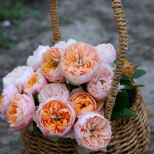 惠惠的花园欧月切花月季浪漫珊瑚心四季勤花抗病庭院阳台盆栽玫瑰