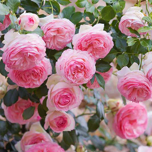 80jdz花心思园艺淘宝藤本月季之粉色龙沙宝石欧月粉龙花苗中大苗