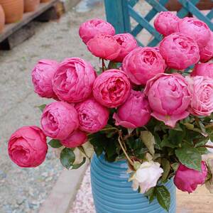 艾拉绒球多头灌木月季阳台庭院盆栽大花直立型花卉抗病四季勤花