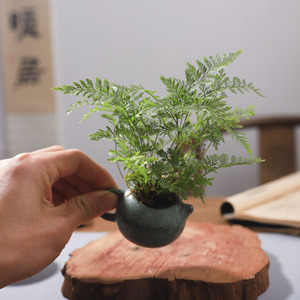 蕨类植物迷你狼尾蕨指尖盆栽可爱指母盆景办公室桌面绿植耐阴水培