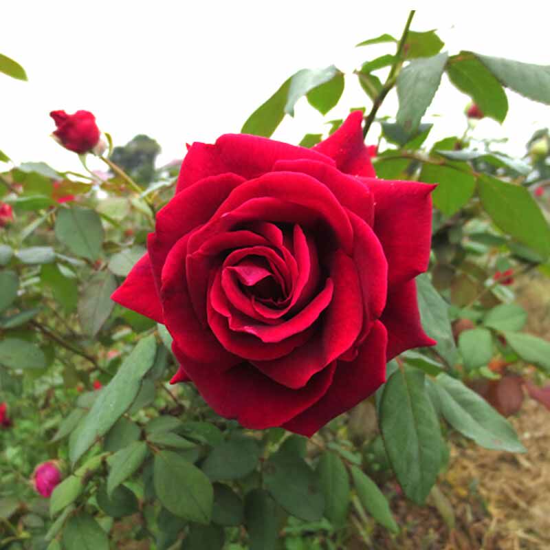 云南新鲜可食用墨红玫瑰花花朵可做酵素玫瑰醋玫瑰酱纯露