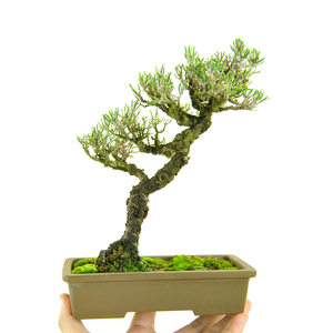 明星五针松盆景日本