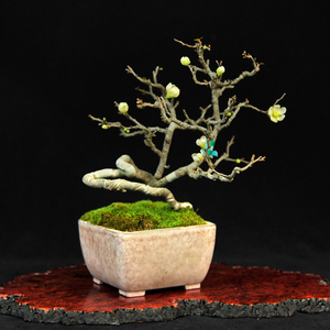 长寿梅盆景白花