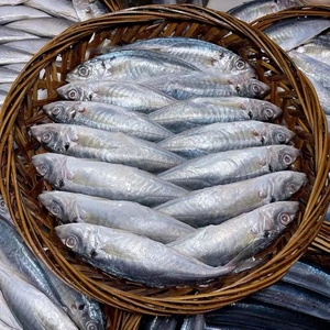 福建特产新鲜巴浪鱼海鲜水产冷冻海鱼海捕鲜活鳀鱼提鱼秋刀鱼烧烤