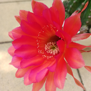 优选繁育 种子播种长大实生彩草仙人球 胭脂红亮紫粉复色断刺品种