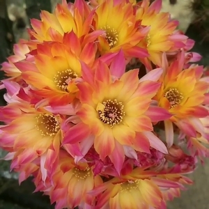 80mr_jiongjiong淘宝绯红皇后杂交白檀仙人球大花美花丽花一物一拍