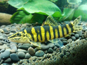 壮体沙鳅 条纹沙鳅 中华斑马鳅活体清道夫原生鳅沙鳅稀有原生鱼