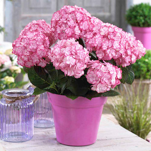 2加仑大花乔木圆锥绣球花苗花卉盆栽植物含盆春季庭院美观阳台