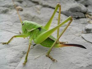 母蝈蝈 个头大 产卵多 精品母蝈蝈 大铁皮 翡翠绿 山青一只 包邮