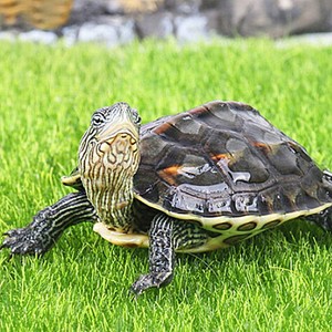 珍珠龟宠物可爱观赏龟长寿水龟小乌龟活体包邮包活易养快大淡水