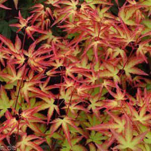 紫清姬日本枫树一物一拍