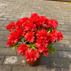 "红珊瑚" 【大财主花房】东洋杜鹃