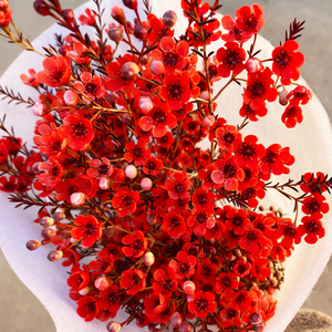 澳洲腊梅鲜花乾燥花云南基地直发红色春节过年宵花鲜切水培室内花
