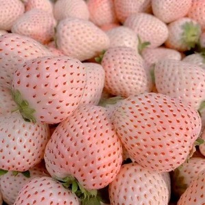 天使8号 粉玉多年生可食用草莓盆栽苗白草莓庭院楼易种植克拉香草