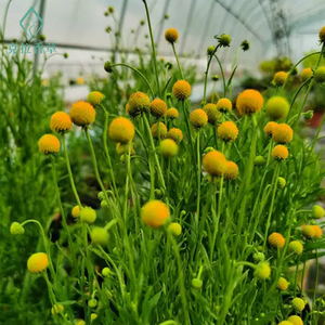 澳洲甘菊盆栽 黄金球盆栽 可做切花 开花很美 金槌花/鼓槌菊