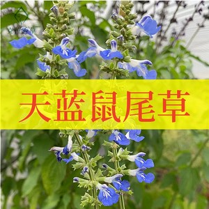 天蓝鼠尾草不可食用香草植物盆栽克拉香草清新芳香切花做干花观赏