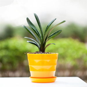 君子兰 小苗 君子兰盆栽绿植 圆头和尚 君子兰花苗 室内桌面盆栽