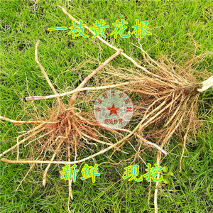 野生中药材一枝黄花根500克 别称满山黄根黄花草根蛇头王根百根草