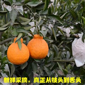 9斤 蒲江不知火丑柑丑桔丑橘