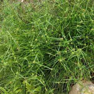 新鲜野生 一箭球 三叶珠 散寒草  白顶草 火把草 水蜈蚣 500g包邮