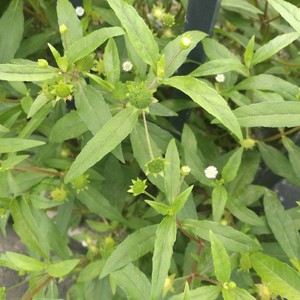 天然新鲜墨旱莲草深山农家现采黑墨草旱墨莲鳢肠草水旱莲500g包邮