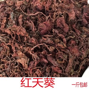 天葵野生