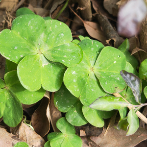 原生态红花酢浆草新鲜假菜头 中药材 六月雪大号盐酸鸡 酸浆草