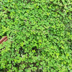 三点金草新鲜纯天然三脚虎 六月雪 三叶金品字蝇翅草中草药材干品