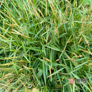潮汕深山猫毛草新鲜 金丝草 中草药新货干品黄毛草 车前草 猫须草