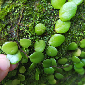 深山老林石瓜子天然抱石莲 上树瓜子石仙桃 金龟藤乳汁藤新鲜500g