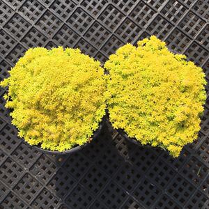 【黄金万年草老桩】黄金万年草老桩品牌,价格 - 阿里巴巴