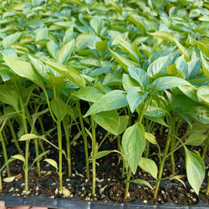 【五彩椒苗栽】五彩椒苗栽品牌,价格 - 阿里巴巴