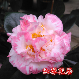 宽彩带 女皇二号 白衣大皇冠 阳台室内庭院客厅植物 盆栽绿植花卉