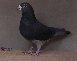 黑大鼻子鸽子
