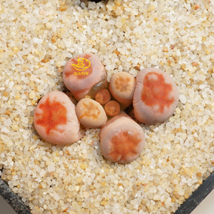 rosary 十字朱唇玉 母本 稀有 奇型 生石花