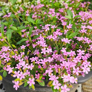 北京懒猫 岩生肥皂花 山蚤缀 屈曲花盆栽 包邮