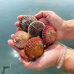 连云港发货 鲜活水产桎孔贝扇贝刺贝 5斤(保鲜不包活)