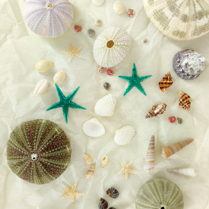 天然海螺迷你海星小海螺扇贝壳海胆灯DIY手工材料幼儿园教学标本